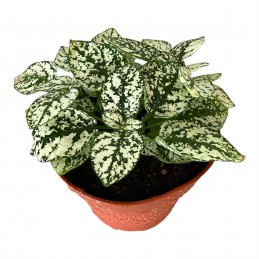HYPOESTES blanc