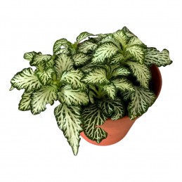 FITTONIA SP1