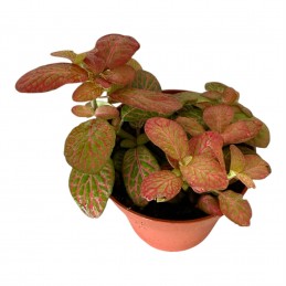 FITTONIA SP4