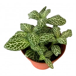 FITTONIA SP5