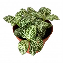 FITTONIA SP7