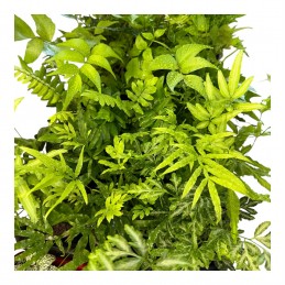 Mix fougères lot de 3