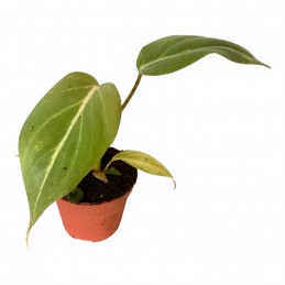 Philodendron Gloriosum