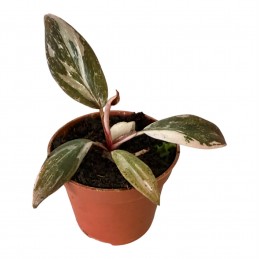 Philodendron Pink Princess