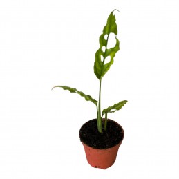 Monstera Oblique Peru