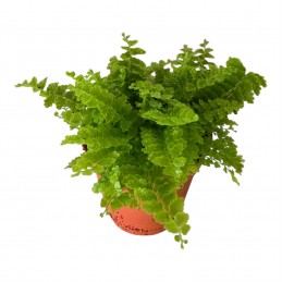 Nephrolepis Ex. 'Green...