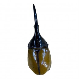 Dynastes hercules lichyi...