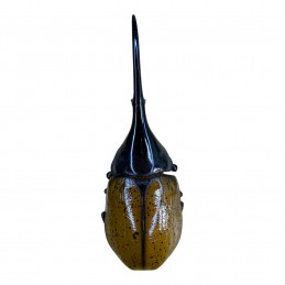 Dynastes hercules lichyi...