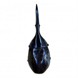 Dynastes hercules lichyi...