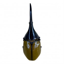 Dynastes hercules lichyi...