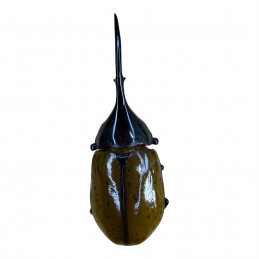 Dynastes hercules lichyi...