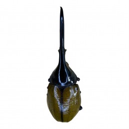 Dynastes hercules lichyi...