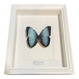 Morpho helenor cadre Blanc...