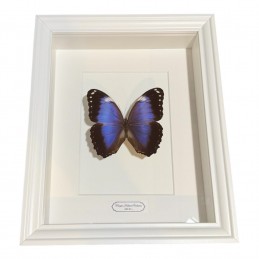 Morpho violaceus cadre...
