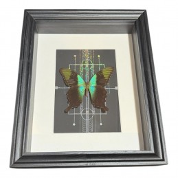 Papilio peranthu cadre Noir...