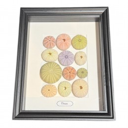 Oursin cadre Noir 20 x 25 cm