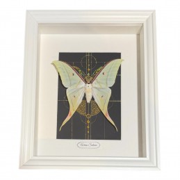 Actias selene cadre Blanc...