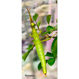 Diapherodes martinicensis