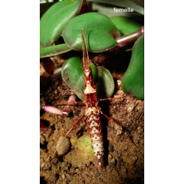 Neohirasea sp "Cat Ba"