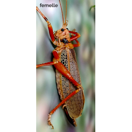 Nesonotus reticulatus