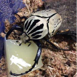 Goliathus goliatus...