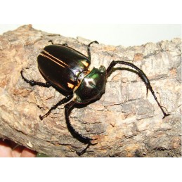 Cheirotonus jansoni - Larve L3