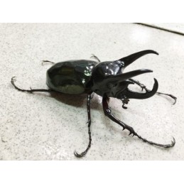 Chalcosoma chiron chiron...