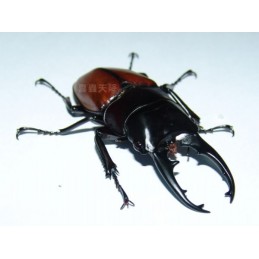 Posopocoilus lafertei...