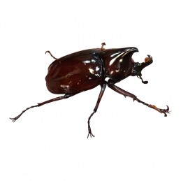 XYLOTRUPES GIDEON - Trio...