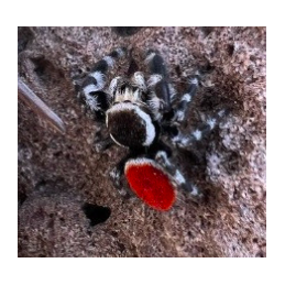 Phidippus tyrelli 2 mm