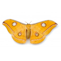 Antherea mylitta le cocons