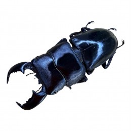 Dorcus titanus yasuokai...