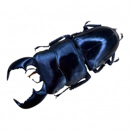 Dorcus bucephalus 60-65 mm A1