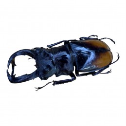 Hexarthrius parryi...