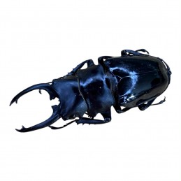 Odontolabis dalmanni...