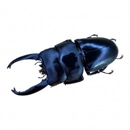 Dorcus alcides Long Horn 80...