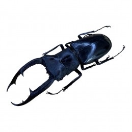 Hexarthrius mandibularis...