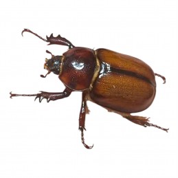 Golofa minutus Couple adulte