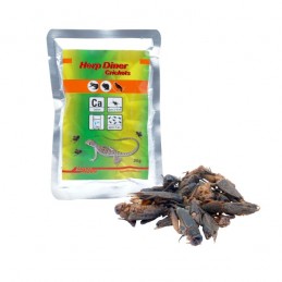 Herp Diner - Grillons 20 g