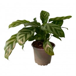 CALATHEA SP1