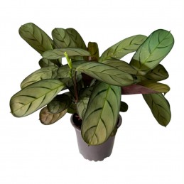CALATHEA SP3