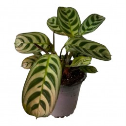 CALATHEA SP4