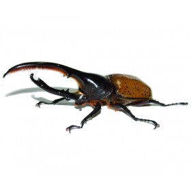 Dynastes hercules lichyi...