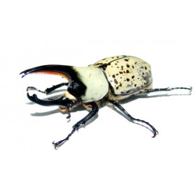 Dynastes granti - 77 mm...