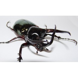 Chalcosoma caucasus 80mm...