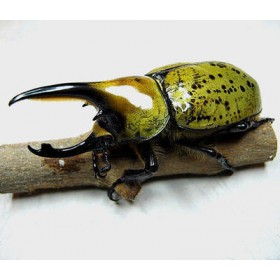 Dynastes miyashitai 85 mm...