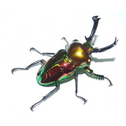 Phalacrognathus muelleri +...