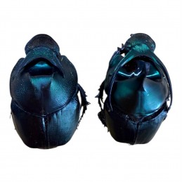 Onthophagus mouhoti Couple A1