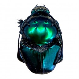 Proagoderus rangifer Mâle A1