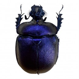 Enoplotrupes sharpi Mâle A1